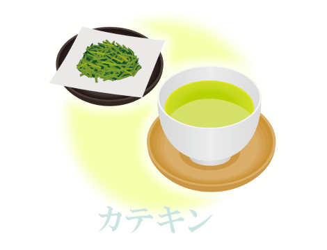 カテキン(松樹皮抽出ポリフェノール成分)イメージイラスト